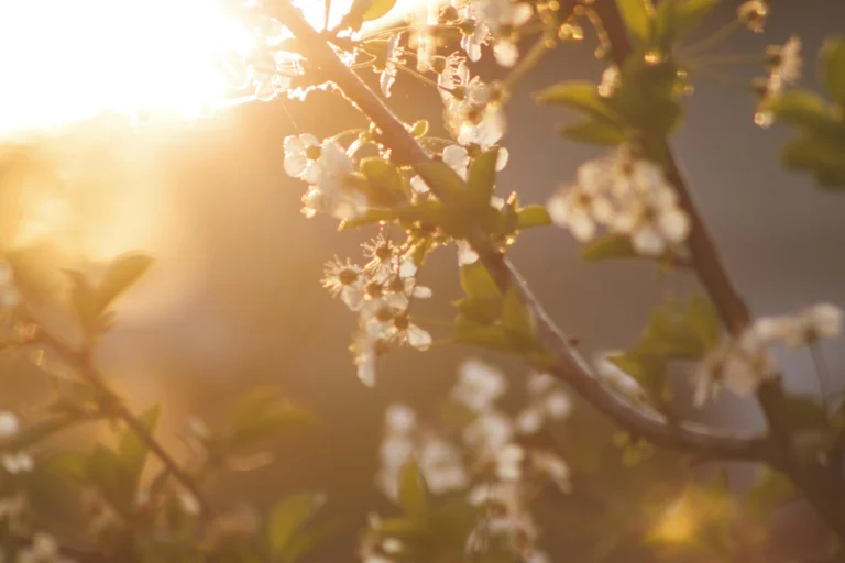 jeux concours fleurs Printemps